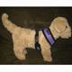 Comfort Control Dog Harness Purple XLarge