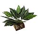 Tropical Terrace Large Zebra Leaf Terrarium Plant