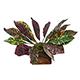 Tropical Terrace Large Croton Terrarium Plant