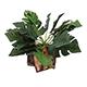Tropical Terrace Large Split Leaf Philodendron