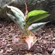 Tropical Terrace Small Rubber Terrarium Plant
