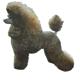 Double Sided Dog Decal Poodle Standard