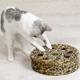 Zanies Leopards Den Kitty Teasers Cat Toy