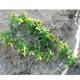 Exo Terra Croton Terrarium Plant Medium