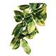Exo Terra Mandarin MediumTerrarium Plant