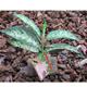 Tropical Terrace Sm Greenleaf Terrarium Plant