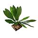 Tropical Terrace Birds Nest Terrarium Plant