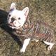Handmade Dog Sweater Wool Multi-Colored Shawl XSmall