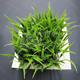 Fluval Chi Hair Grass Aquarium Plant