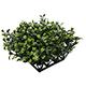 Fluval Chi Boxwood Aquarium Plant