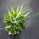 Fluval Chi Boxwood Tall Grass Aquarium Plant