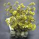 Fluval Chi Plant w/Cobblestone Base Aquarium Ornament