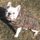 Handmade Dog Sweater Wool Multi-Colored Shawl  Small
