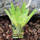 Exo Terra Bromelia Medium Tree Frog Terrarium Plant