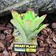 Exo Terra Bromelia Small Tree Frog Terrarium Plant