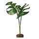 Exo Terra Philodendron Tree Frog Terrarium Plant