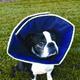 ProCone Soft  Elizabethan Small Collar for Dogs