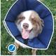 ProCone Soft Elizabethan Large Collar for Dogs