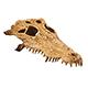 Exo Terra Crocodile Skull Terrarium Ornament