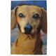 Robert McClintock Licensed Garden Flag Dachshund