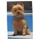 Robert McClintock Licensed Garden Flag Yorkie
