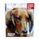 Dachshund Complete Pet Owner's Manual