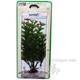 Cabomba Medium Plastic Aquarium Plant