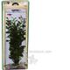 Cardamine Large Plastic Aquarium Plant