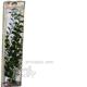 Cardamine Super Plastic Aquarium Plant