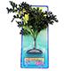 Tropical Fern Medium Plastic Aquarium Plant