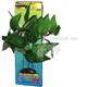 Hygrophila Large Plastic Aquarium Plant