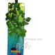 Cardamine XLarge Plastic Aquarium Plant