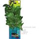 Hygrophila XLarge Plastic Aquarium Plant