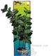 Bacopa XLarge Plastic Aquarium Plant