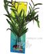Ammannia Gracilis Bushy Plastic Aquarium Plant