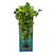 Hydro Cotyle Bushy Plastic Aquarium Plant