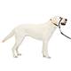 Premier Gentle Leader Dog Head Collar Large Black