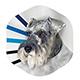 Elizabethan Veterinary Collar Medium
