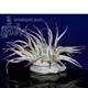 Penn Plax Anemone Natural Large Aquarium Ornament