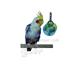 Acrylic Bird Climber Fun Wheel Toy