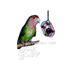 Acrylic Bird Climber Racetrack
