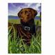 GR8 Dogs Chocolate Labrador  House Flag