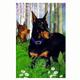 GR8 Dogs Doberman Garden Flag