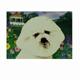 GR8 Dogs Bichon Frise Indoor/Outdoor Floor Mat