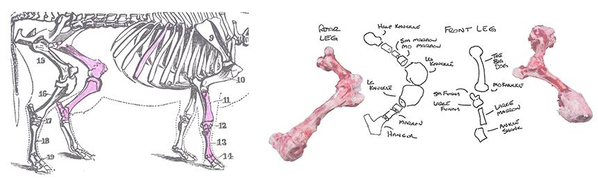 Various products 
made from each 
bone