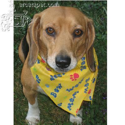 Dog Bandana Cotton-Blend Bow Wow Print Dog Bandana Cotton-Blend Bow Wow Print