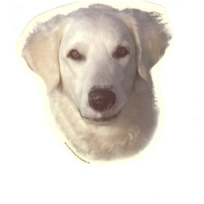 Double Sided Dog Decal Kuvasz Double Sided Dog Decal Kuvasz