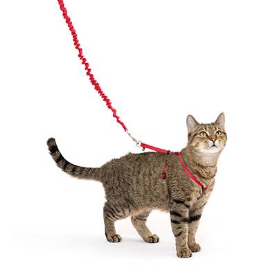 Come With Me Kitty Harness & Bungee Leash Red Sm Come With Me Kitty Harness & Bungee Leash Red Sm