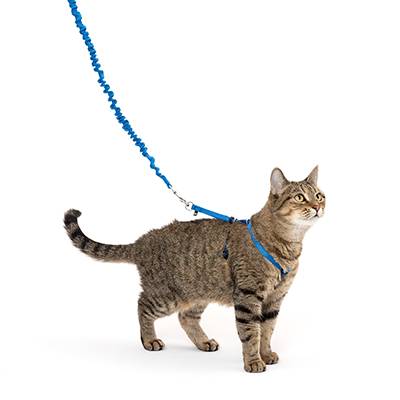 Come With Me Kitty Harness & Bungee Leash Blue Md Come With Me Kitty Harness & Bungee Leash Blue Md