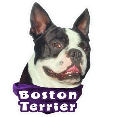 6-inch Vinyl Dog Decal Boston Terrier Picture Click for larger image